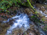 Bemooster Ast liegt quer über kleinerer Bachkaskade